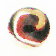 Tri-Color Oxblood Corkscrew
